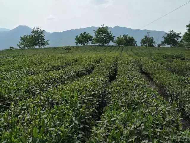 三年决战奔小康｜文县碧口：“诚信茶大叔”的互联网助贫梦