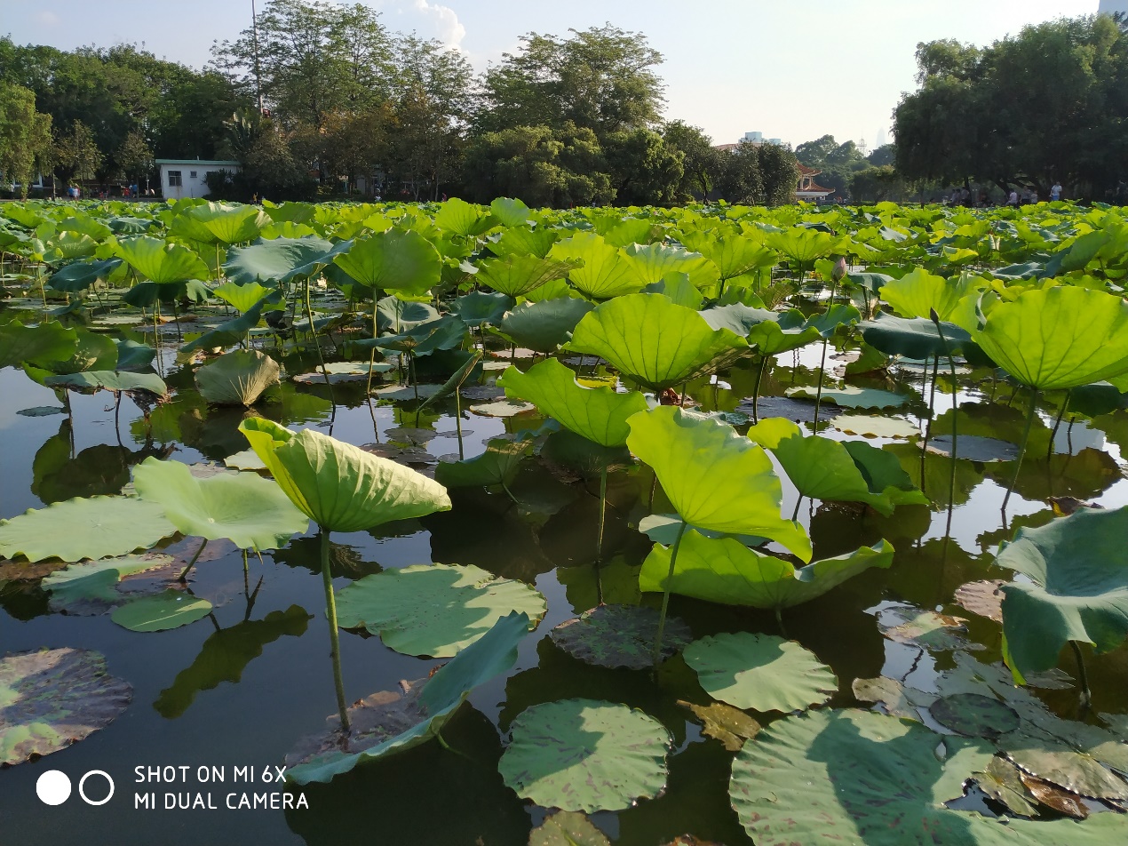 小米6x拍照设置技巧,小米6x拍照好还是红米k40拍照好