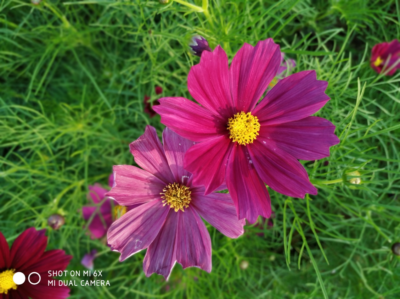 小米6x拍照设置技巧,小米6x拍照好还是红米k40拍照好