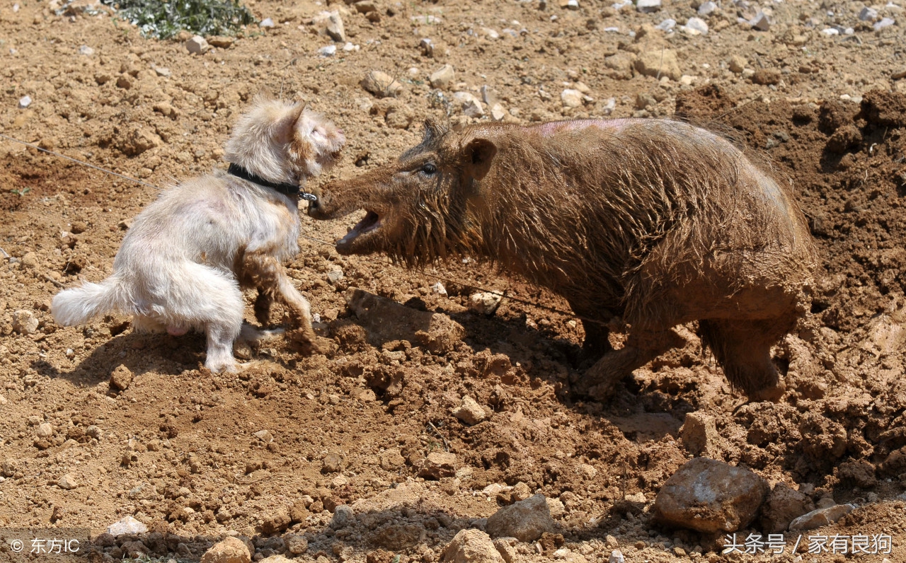 中国四大猎犬,中国最稀有的四种猎犬