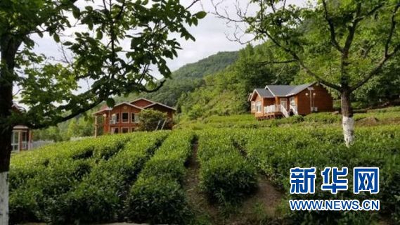 “诚信茶大叔”的互联网助贫梦