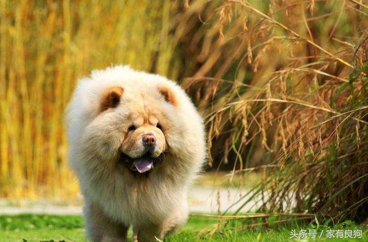 藏族的藏犬,藏族的名犬