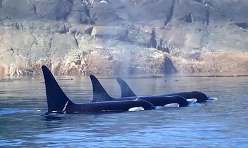 代购究竟有多暴利,代购骗局揭秘朋友圈