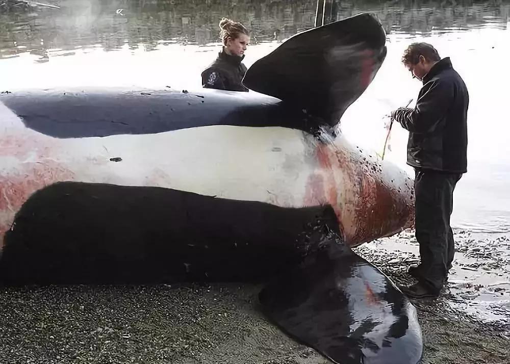 代购究竟有多暴利,代购骗局揭秘朋友圈