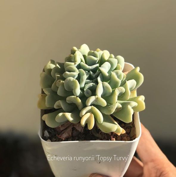 关于树你要知道的那些事,你要知道的养花知识是什么样的