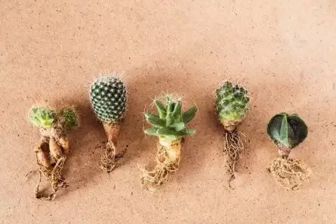 关于树你要知道的那些事,你要知道的养花知识是什么样的