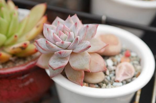 关于树你要知道的那些事,你要知道的养花知识是什么样的