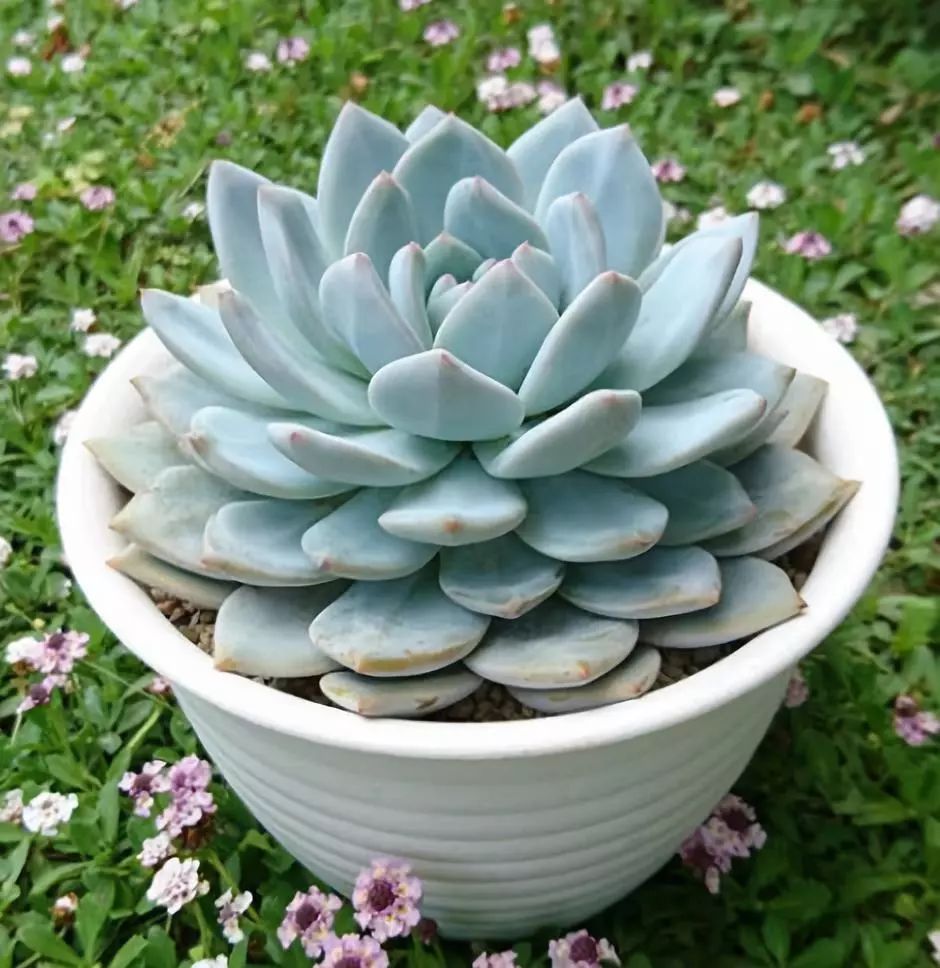 关于树你要知道的那些事,你要知道的养花知识是什么样的