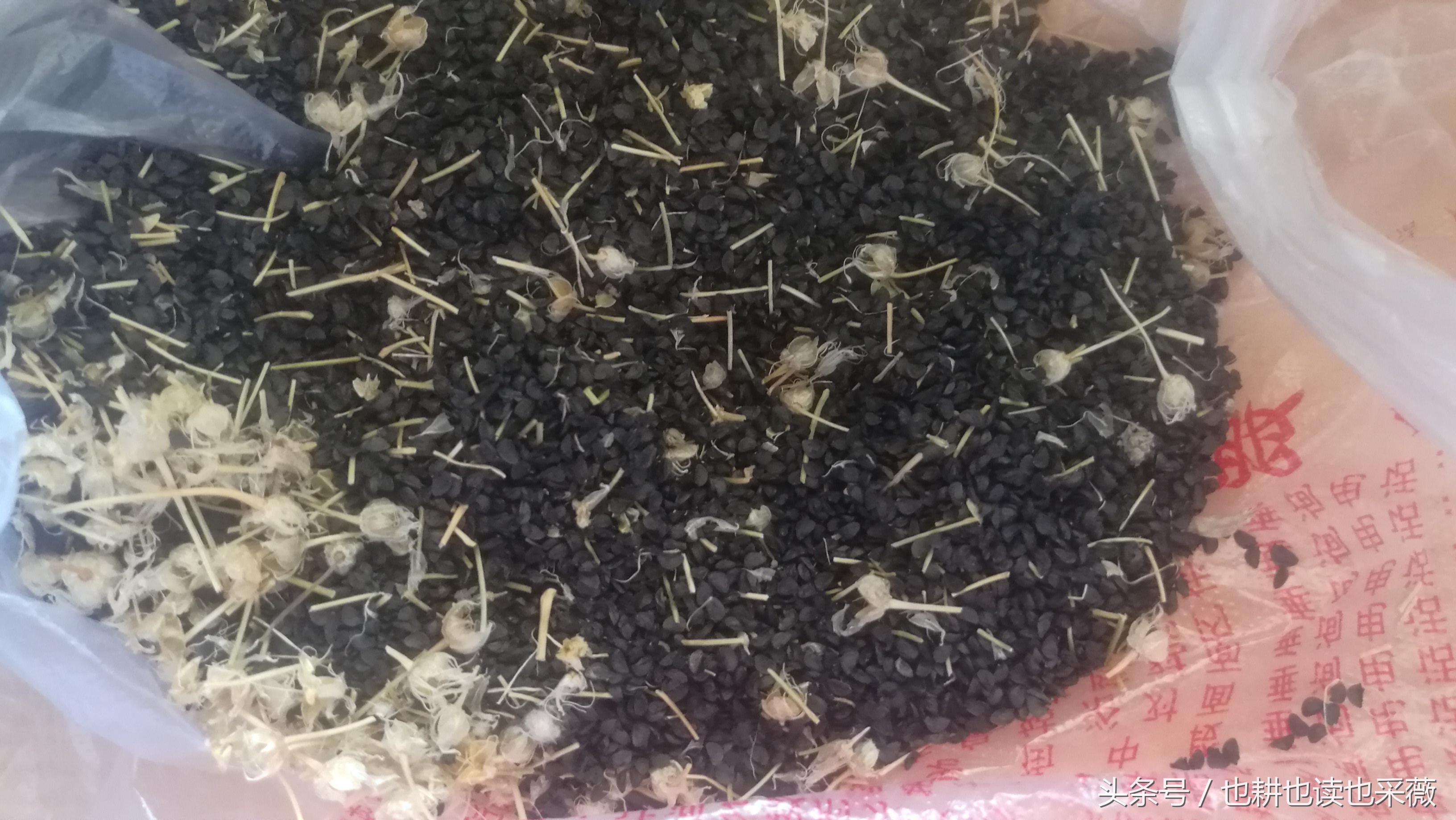 洛阳民生：远离毒大葱，你离自种无公害小香葱可能只差五块钱！