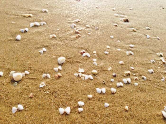 小妮子三亚,小妮子海南三亚