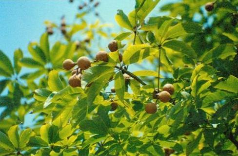 noreva局部淡斑,法国药妆强牌noreva