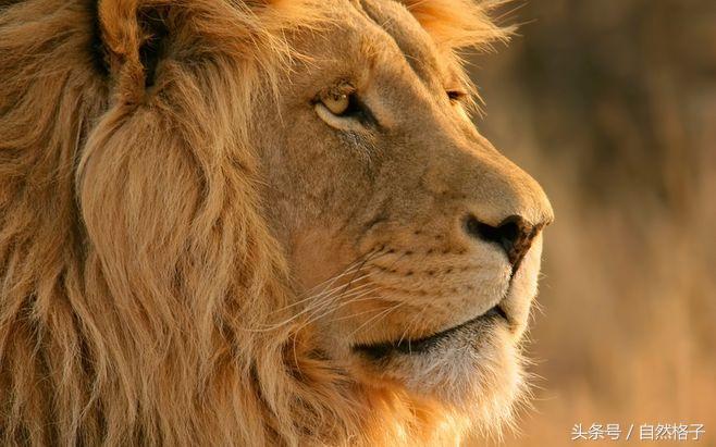 藏獒与蜜獾谁强谁弱,藏獒狮子老虎哪个最强