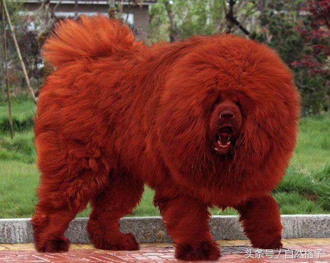 藏獒与蜜獾谁强谁弱,藏獒狮子老虎哪个最强