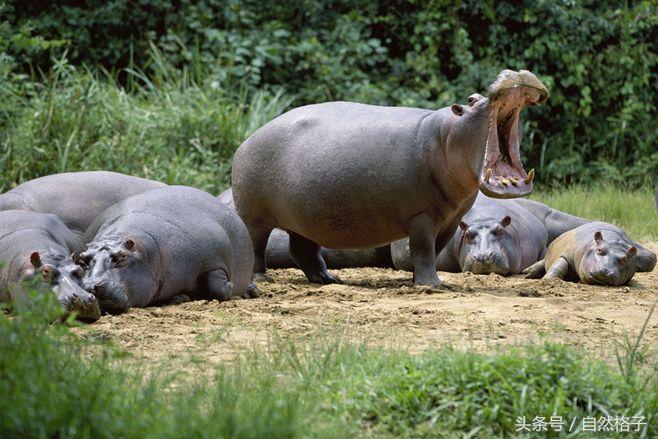 藏獒与蜜獾谁强谁弱,藏獒狮子老虎哪个最强