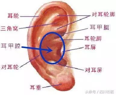 耳朵上的健康秘诀,耳朵上有个穴位按起来疼