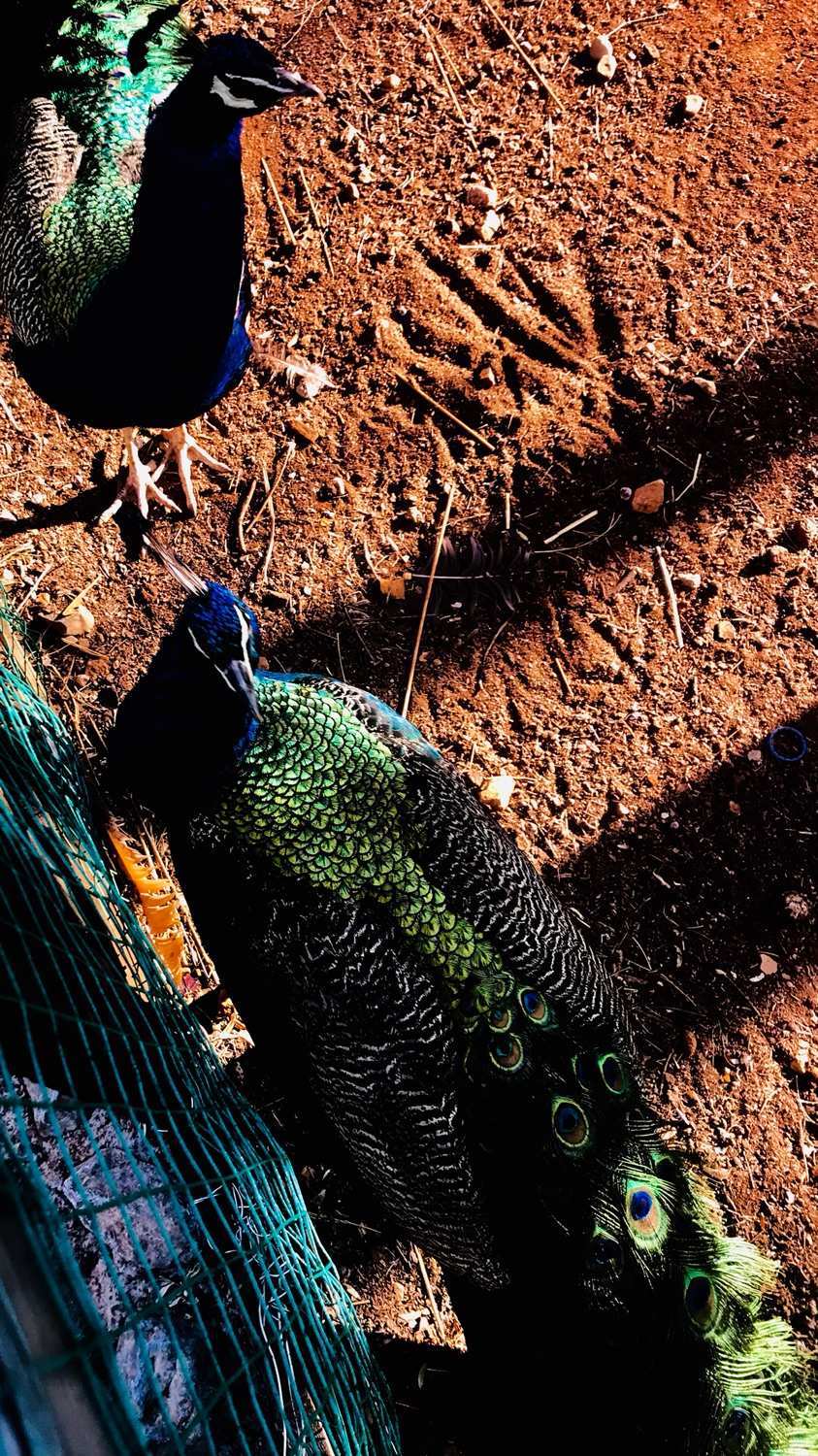 丽江古城观音峡,丽江观音峡景区好玩吗