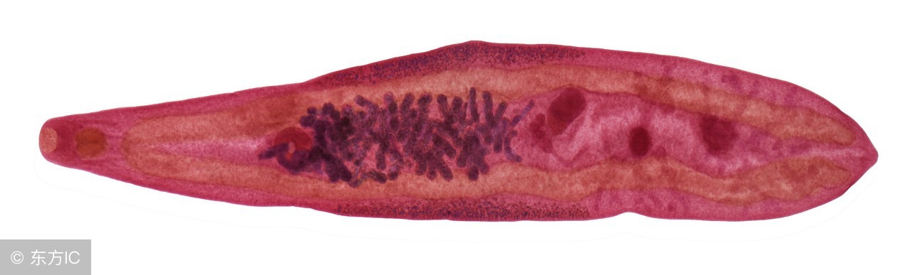 生鱼片是否有寄生虫你喜欢吃吗,生鱼片里的寄生虫能冻死吗