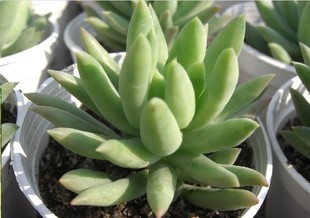 千佛手开花怎么养护好,仙人掌类千佛手怎样养护