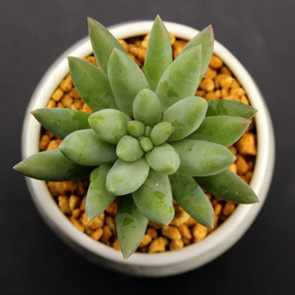 千佛手开花怎么养护好,仙人掌类千佛手怎样养护