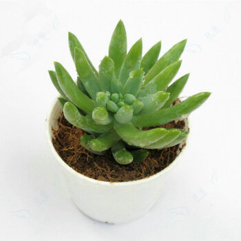 千佛手开花怎么养护好,仙人掌类千佛手怎样养护