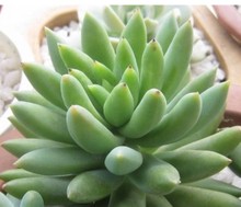 千佛手开花怎么养护好,仙人掌类千佛手怎样养护