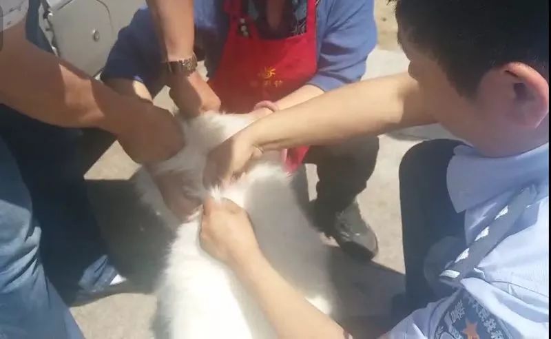 哈尔滨狗没办证派出所怎么处理,哈尔滨犬证注销