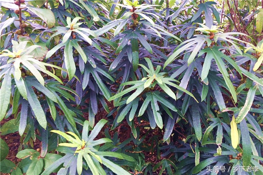 清肺补气润肺煲汤药材,用什么煲汤清肝润肺