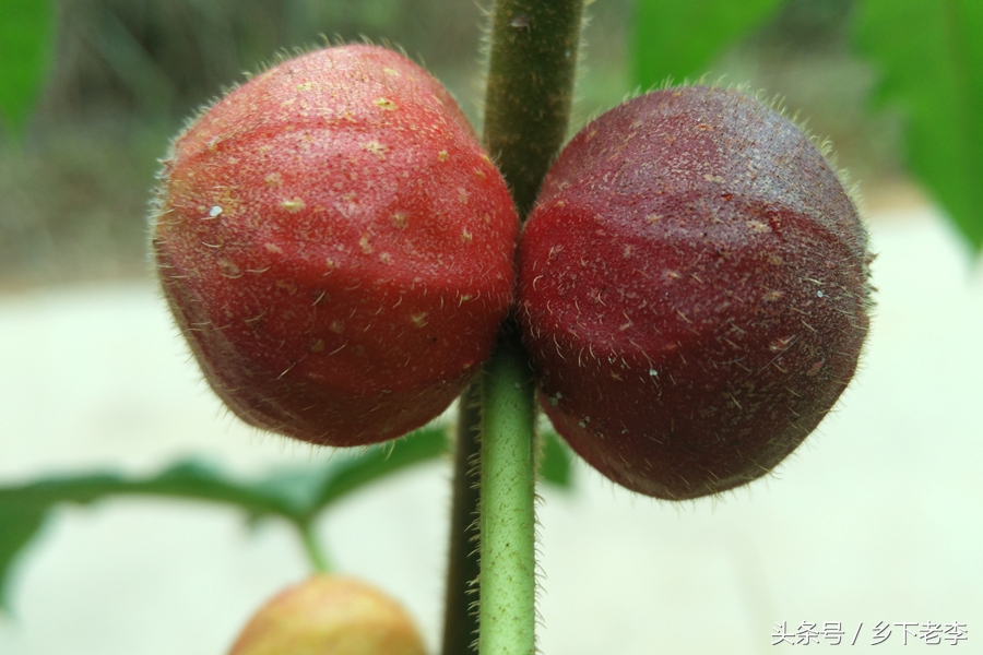 清肺补气润肺煲汤药材,用什么煲汤清肝润肺
