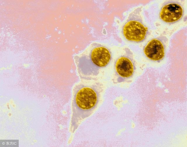 女性沙眼衣原体感染的危害,沙眼的危害和治疗方法