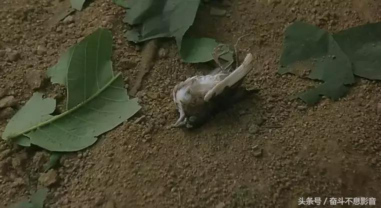 刘德华张柏芝童年阴影电影,黄秋生刘德华张柏芝