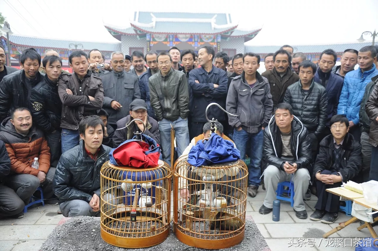 新晃画眉鸟,新晃画眉
