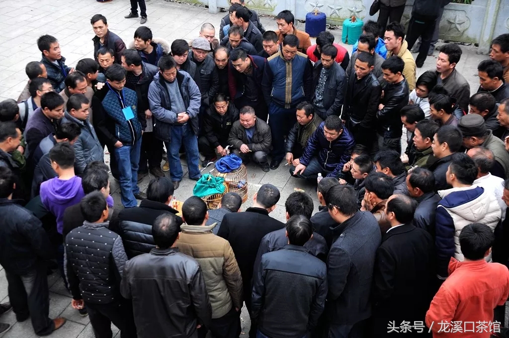 新晃画眉鸟,新晃画眉