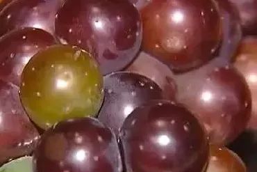 葡萄皮和籽别再扔掉,葡萄皮里面有虫子