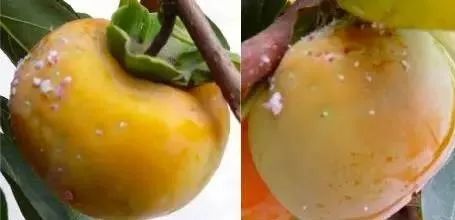 葡萄皮和籽别再扔掉,葡萄皮里面有虫子