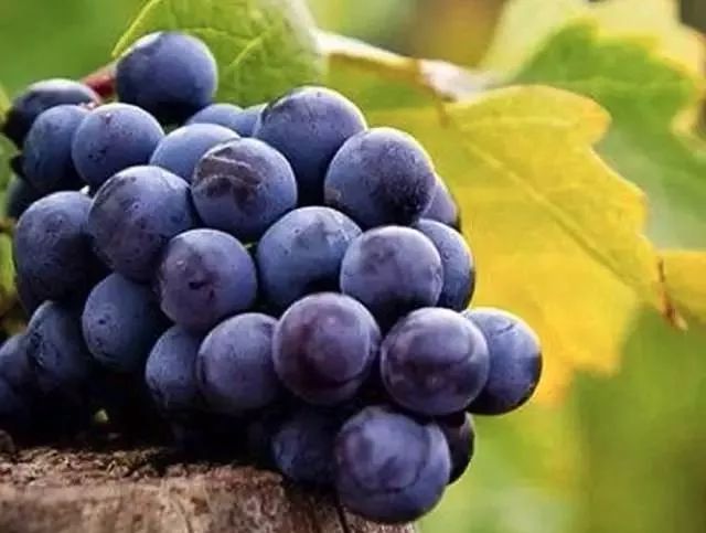 葡萄皮和籽别再扔掉,葡萄皮里面有虫子