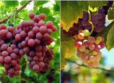 葡萄皮和籽别再扔掉,葡萄皮里面有虫子