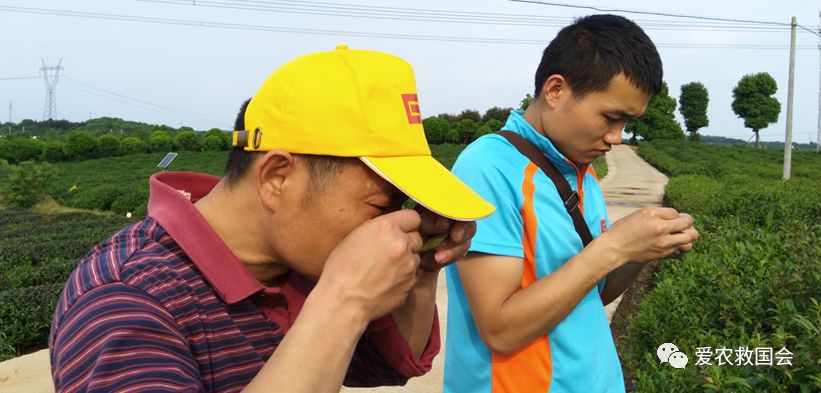 茶饼病害图片及治疗方法,茶饼病害特效药