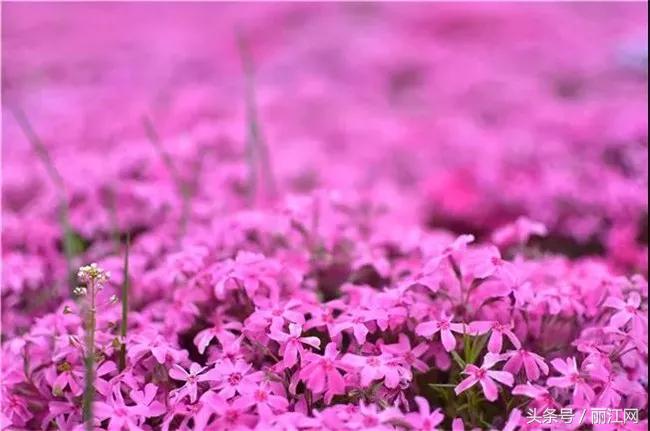 茶马古道徒步文海东巴谷,云南文海茶马古道