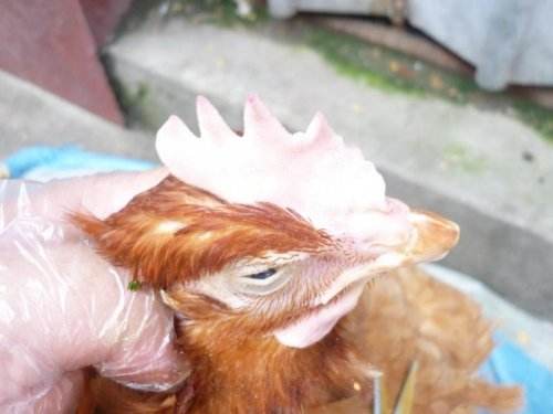 住白细胞原虫病,养鸡场鸡病有哪些