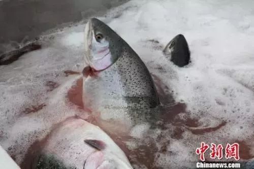 怎么看真的三文鱼和假的三文鱼,三文鱼如何辨别真的假的