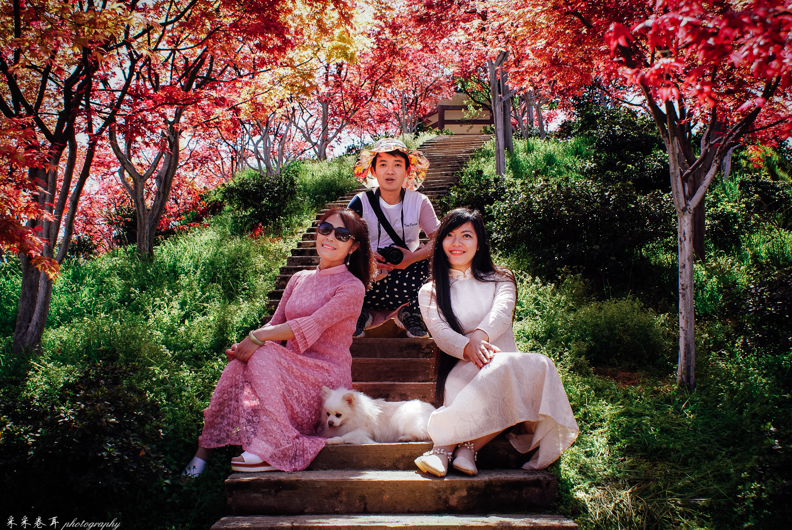 紫藤与晚樱粉紫色的甜蜜梦幻