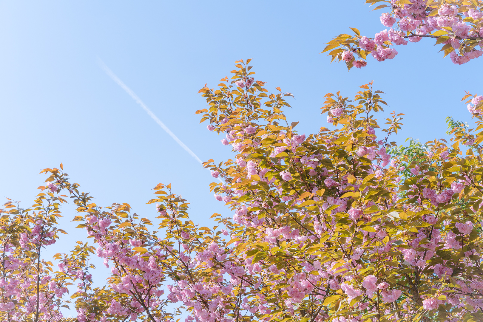 紫藤与晚樱粉紫色的甜蜜梦幻