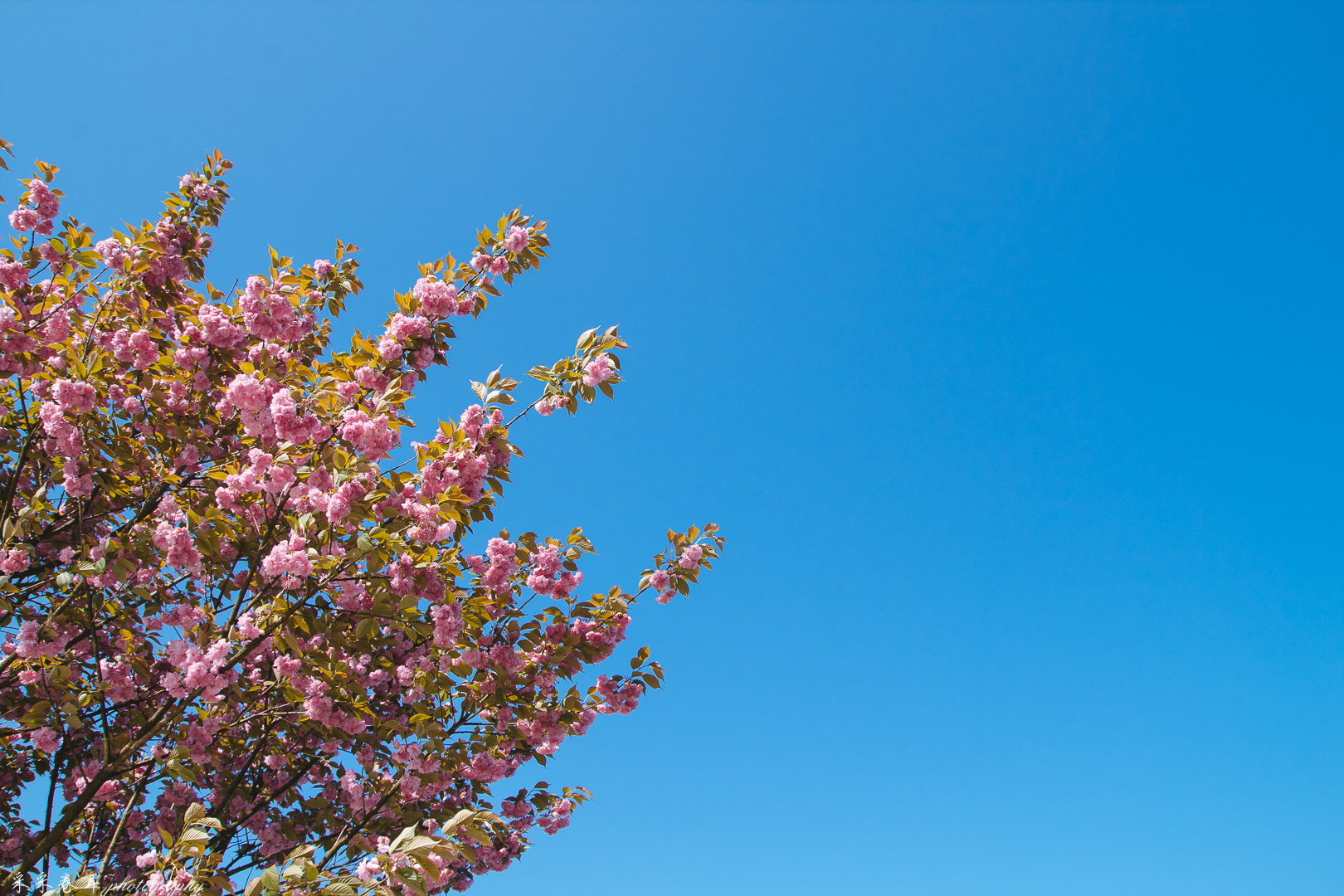 紫藤与晚樱粉紫色的甜蜜梦幻