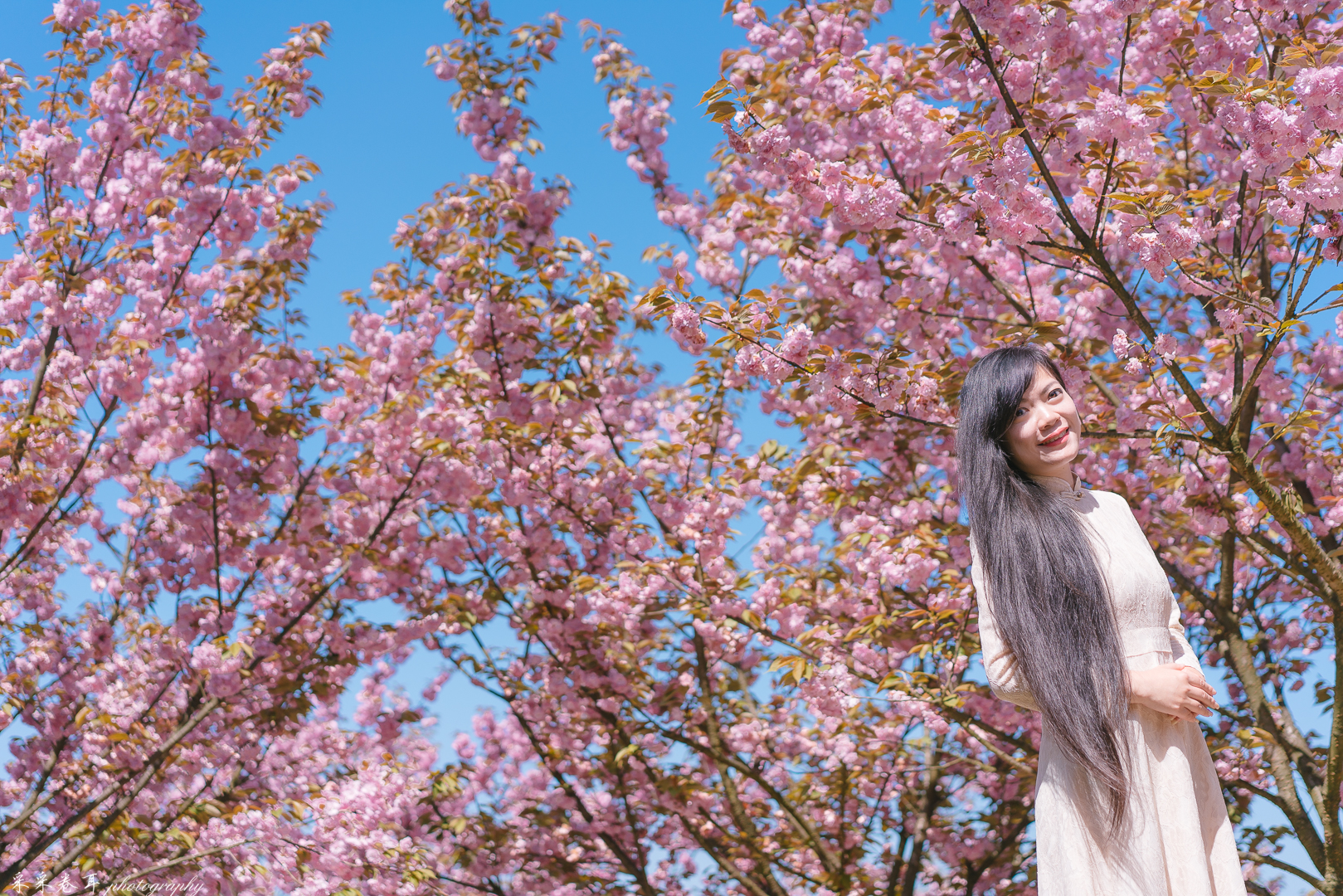 紫藤与晚樱粉紫色的甜蜜梦幻