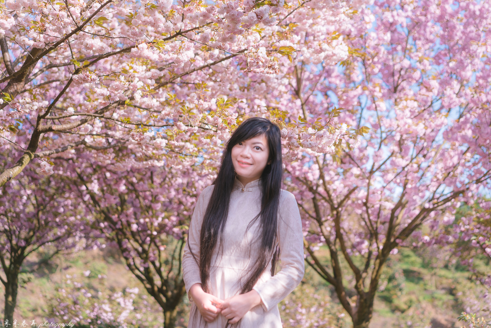 紫藤与晚樱粉紫色的甜蜜梦幻