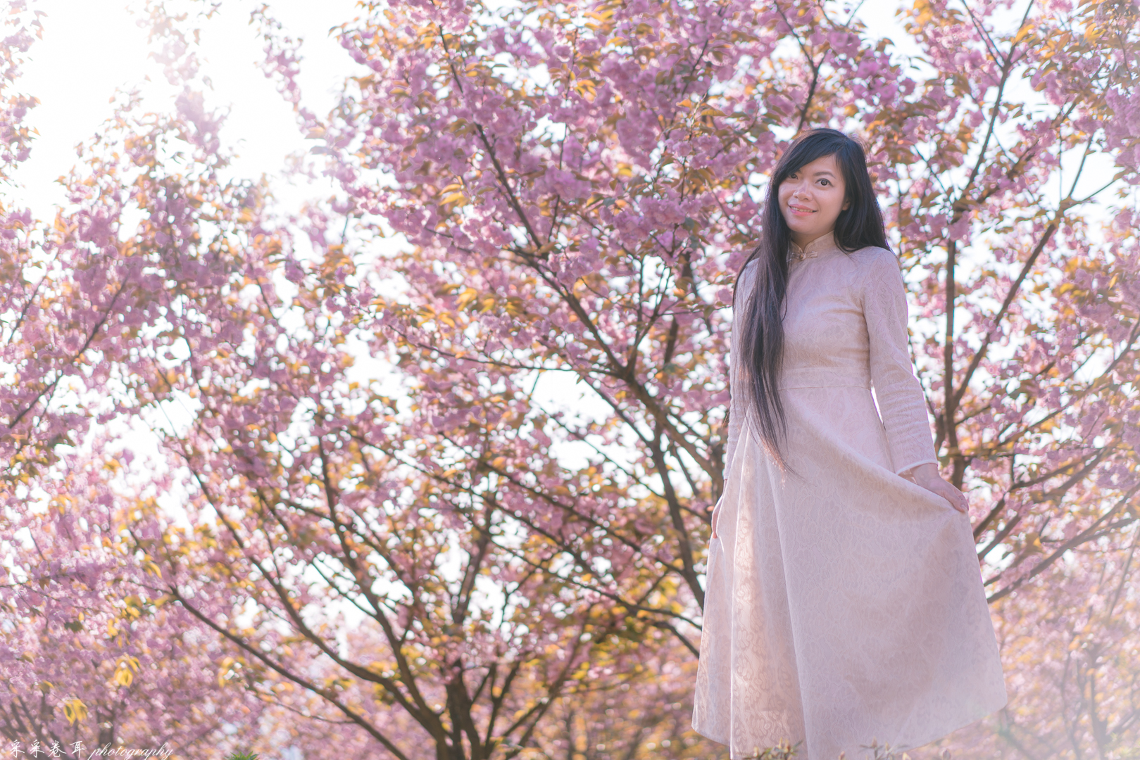 紫藤与晚樱粉紫色的甜蜜梦幻