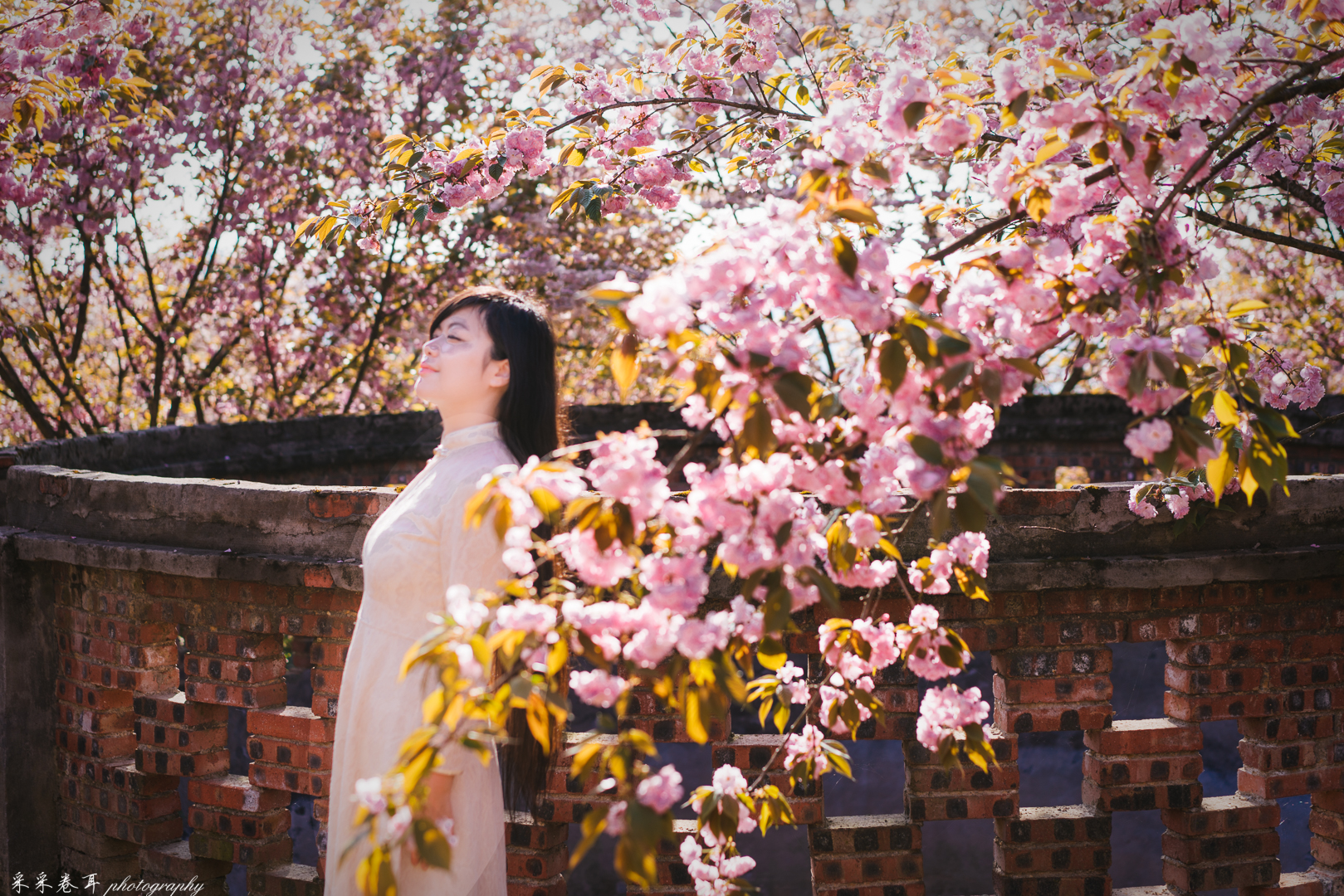 紫藤与晚樱粉紫色的甜蜜梦幻