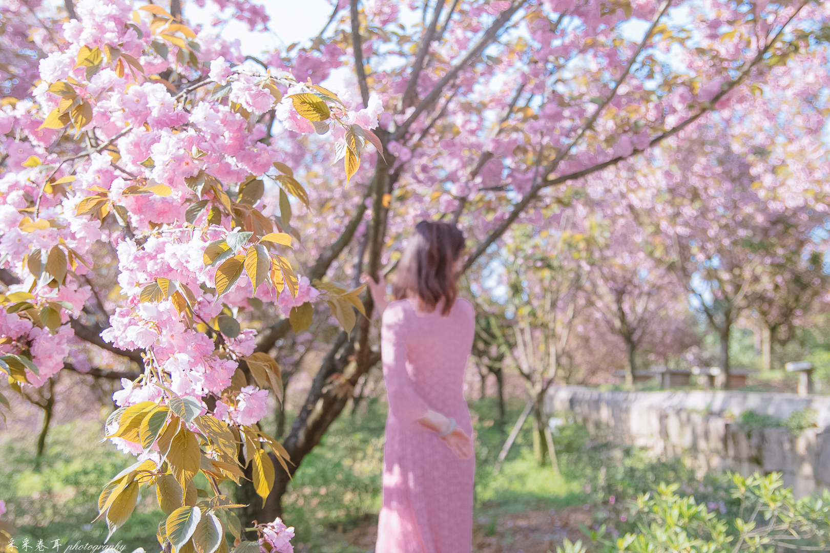 紫藤与晚樱粉紫色的甜蜜梦幻