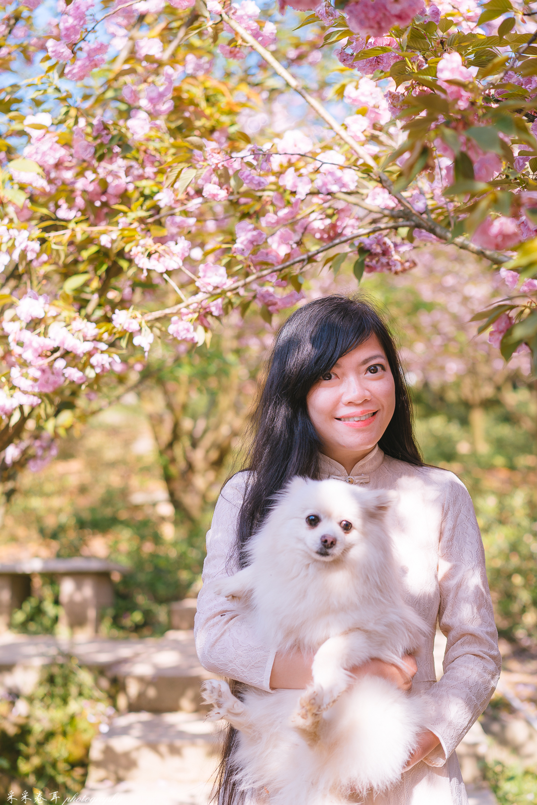 紫藤与晚樱粉紫色的甜蜜梦幻