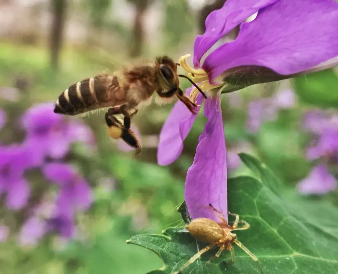 如何把照片拍得更好,你可以拍得更好的英文